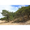 Slackline HQ 15m